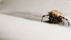 雙遼市管理有限責任公司